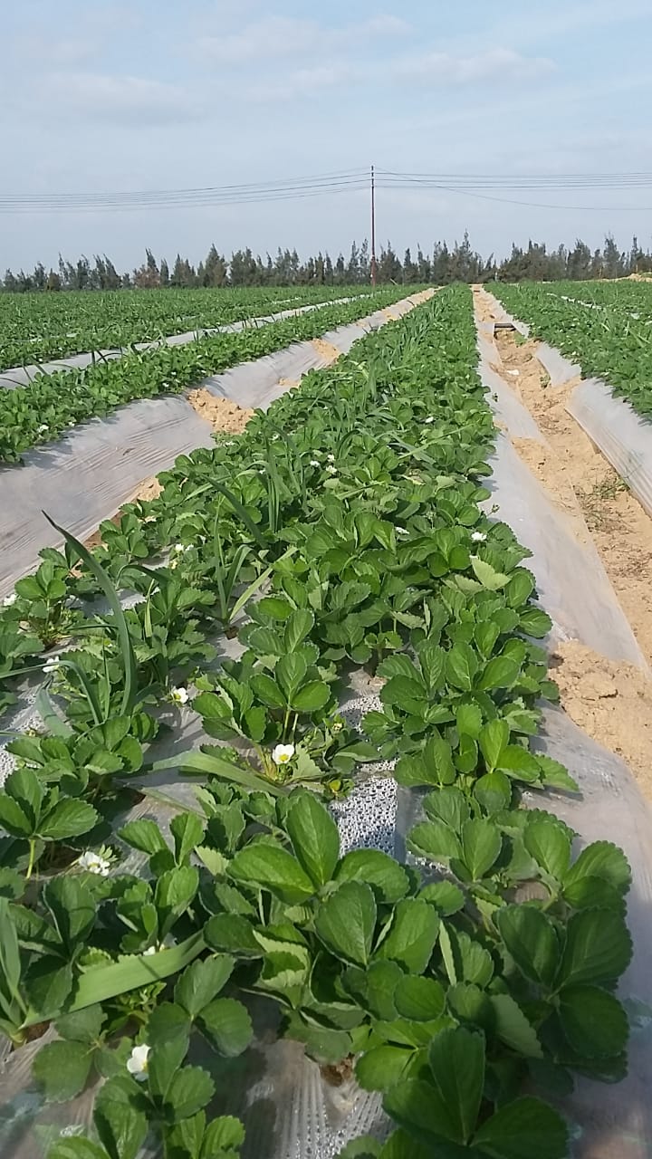 Our Farm