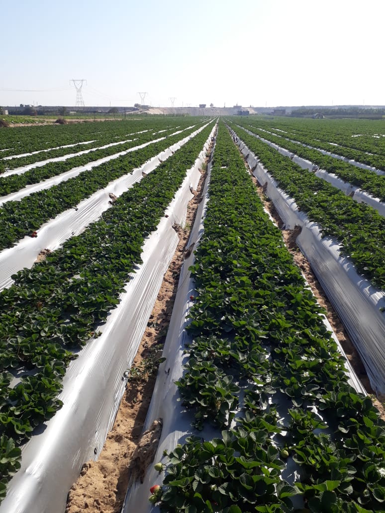 Our Farm