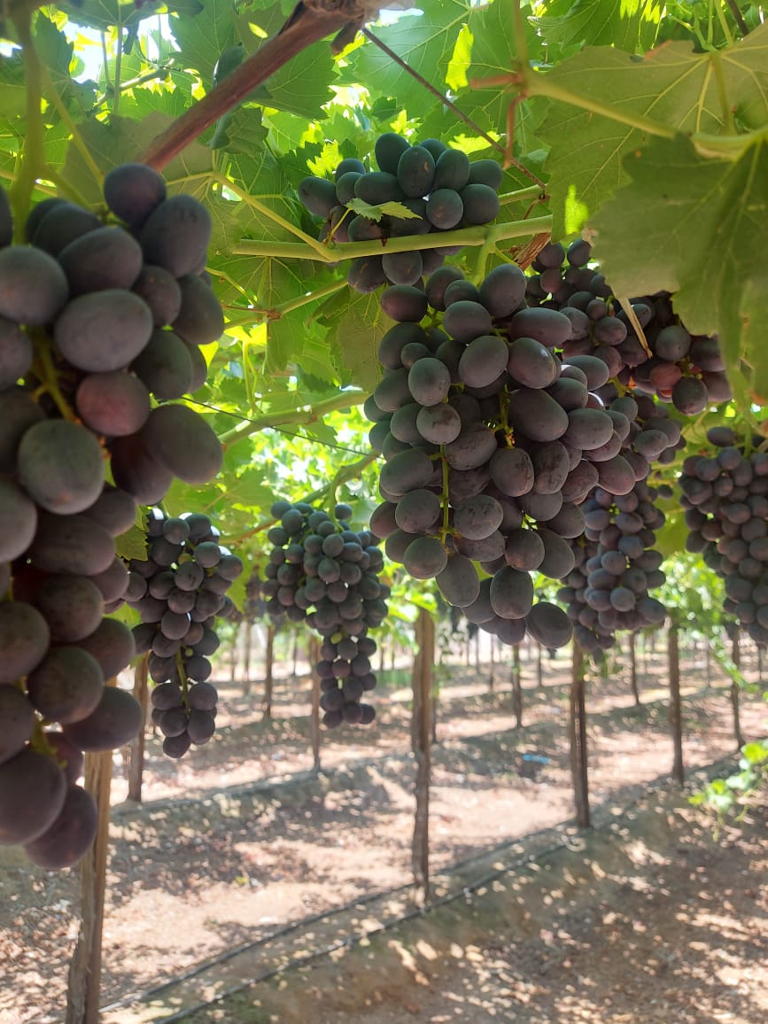 Grapes