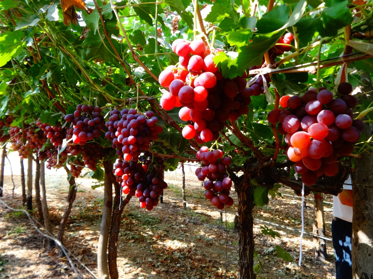 Grapes
                                    Farm