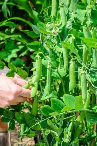 Green
                                                                                                                                                Peas