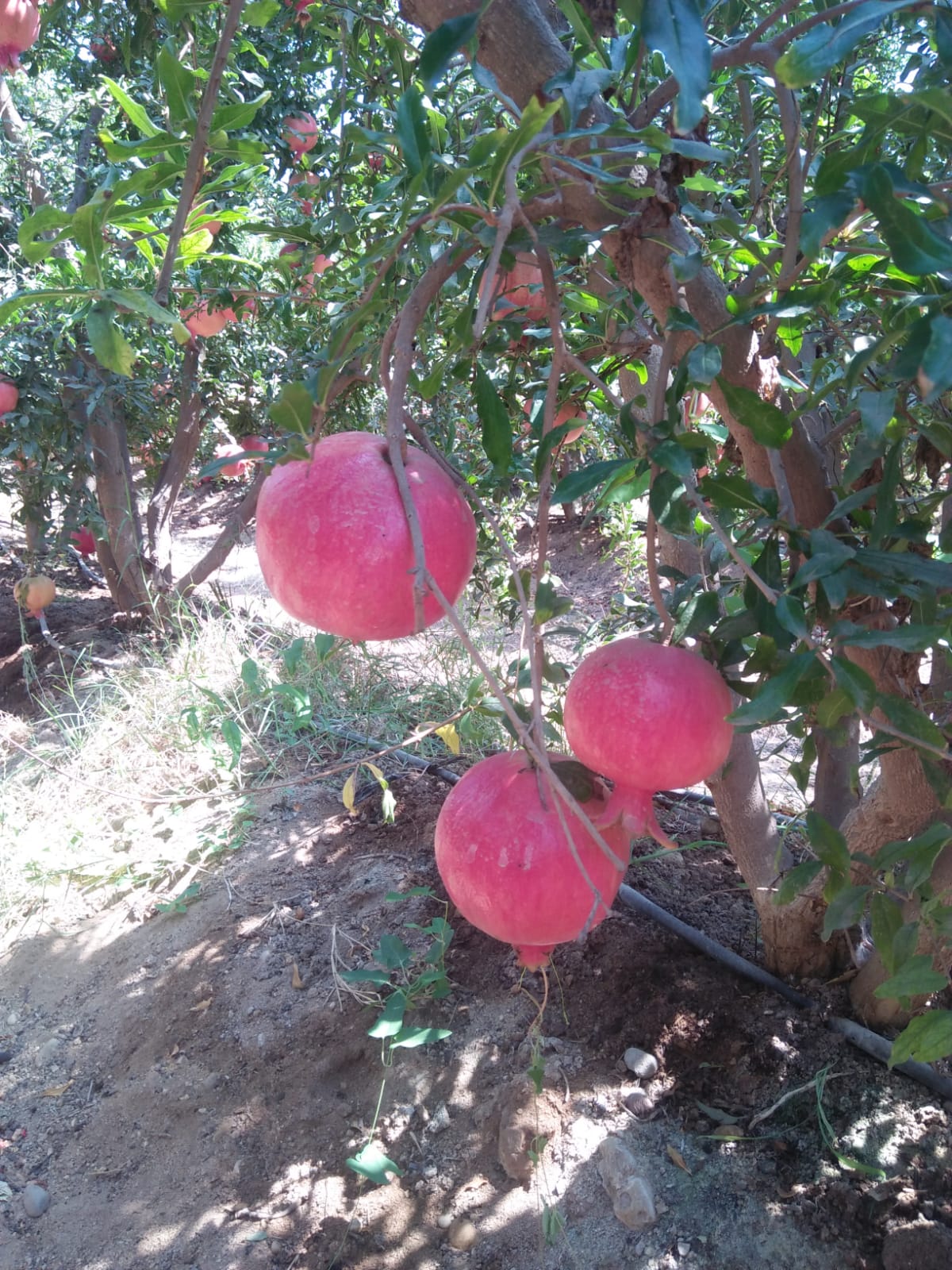 Pomegranate