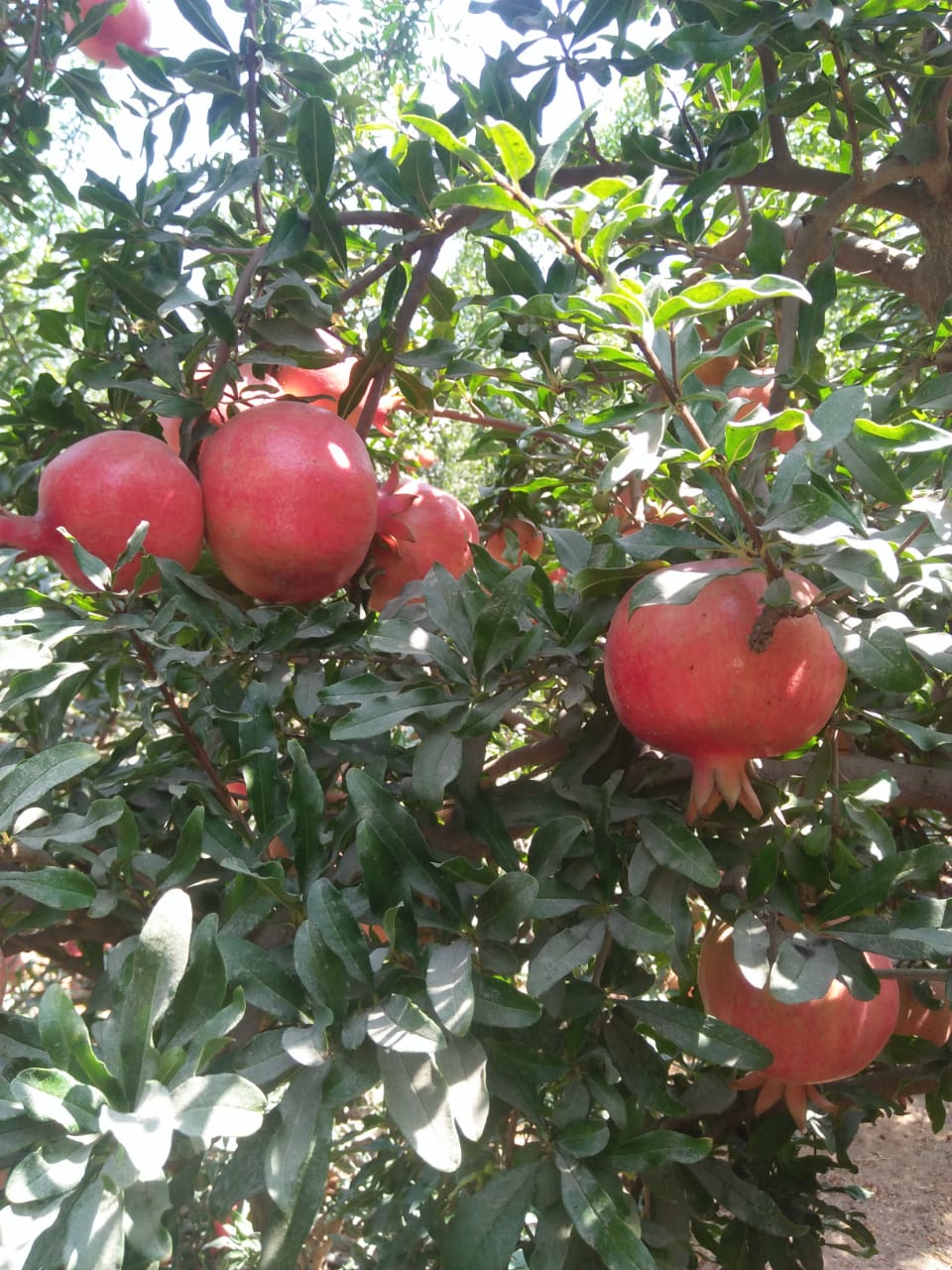 Pomegranate
