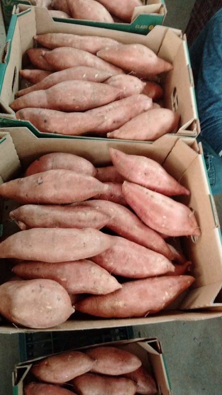 Potato