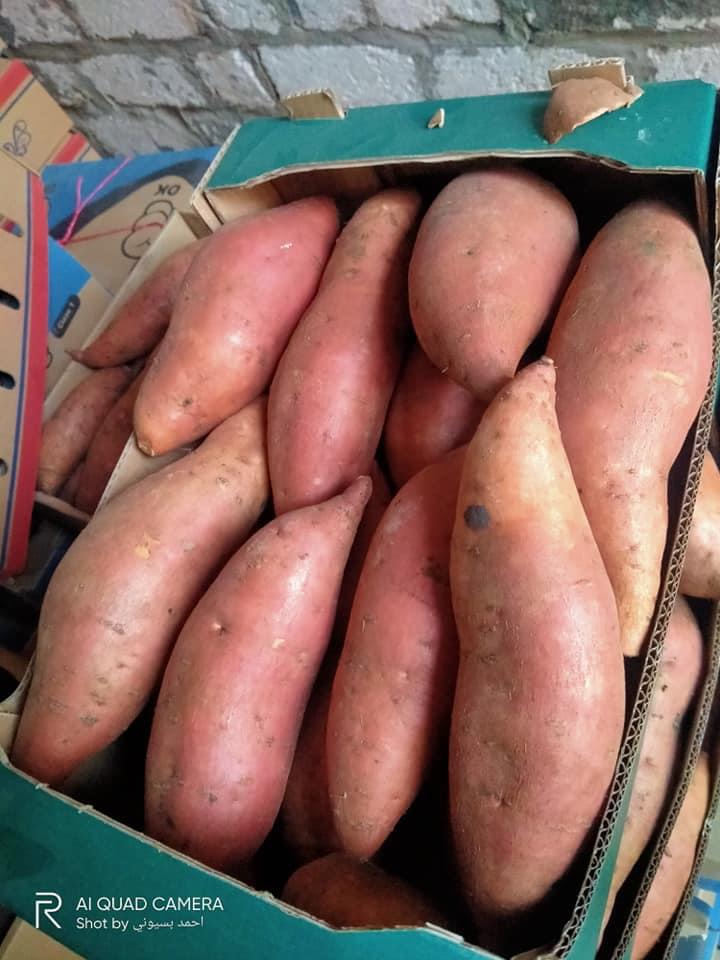 Potato