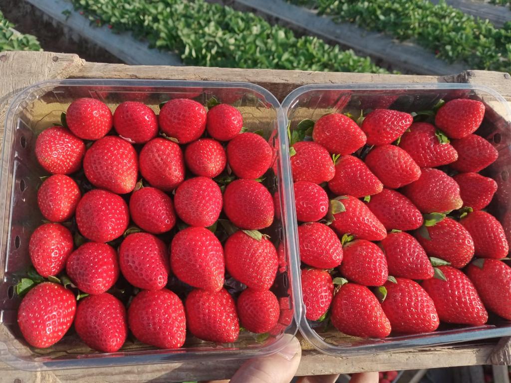 Strawberry