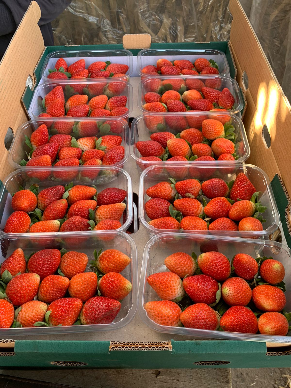 Fresh
                                                                Strawberry