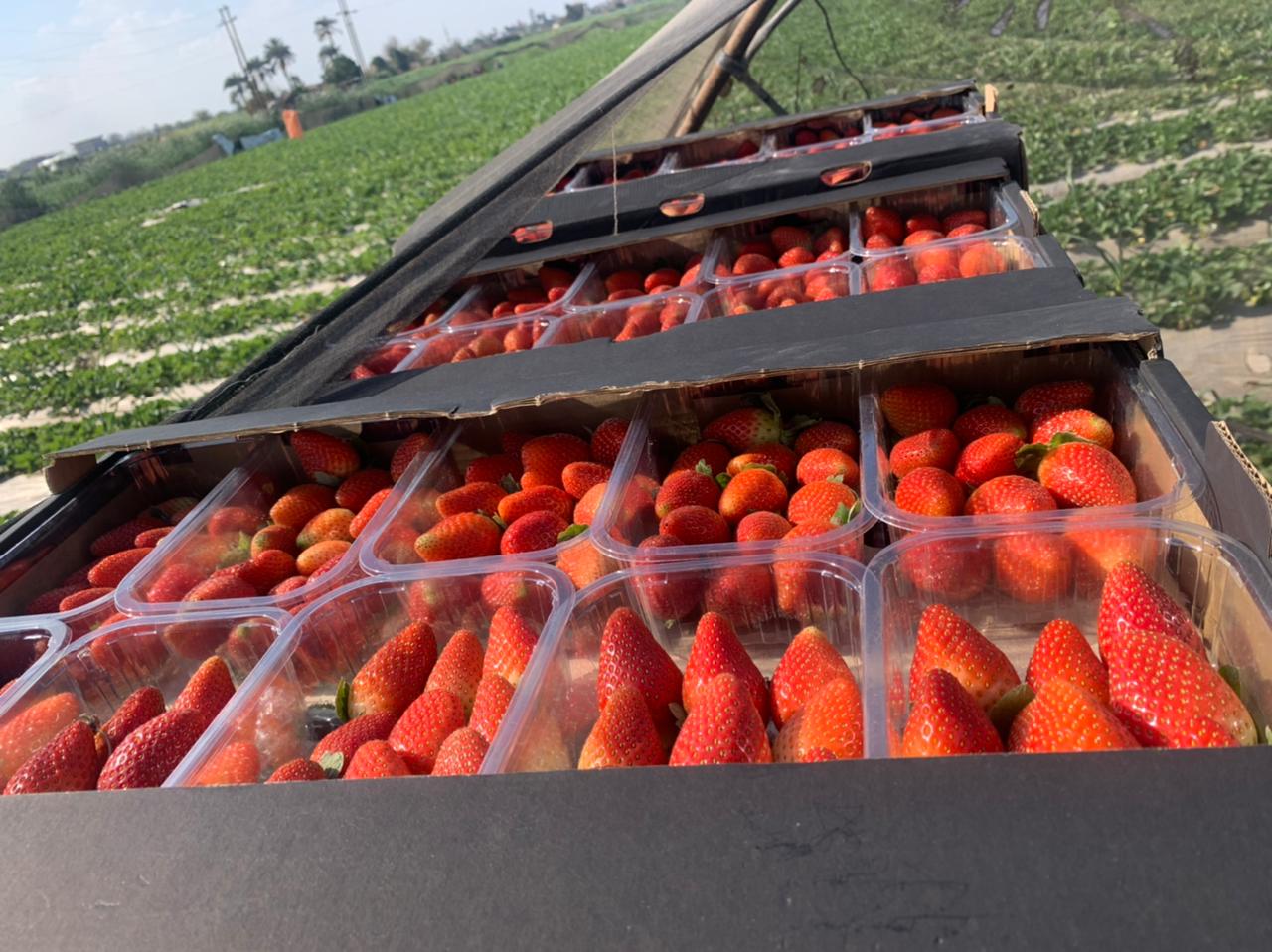Fresh
                                                                Strawberry